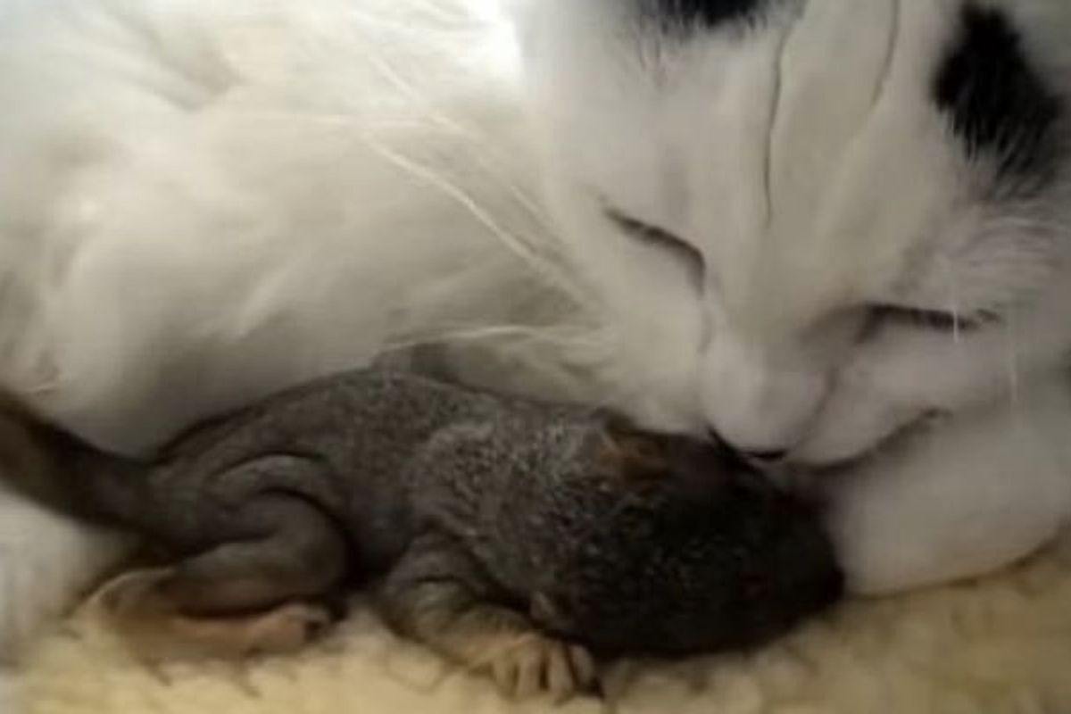 Cat Saves Baby Squirrels Found in Yard and Becomes their New Mom