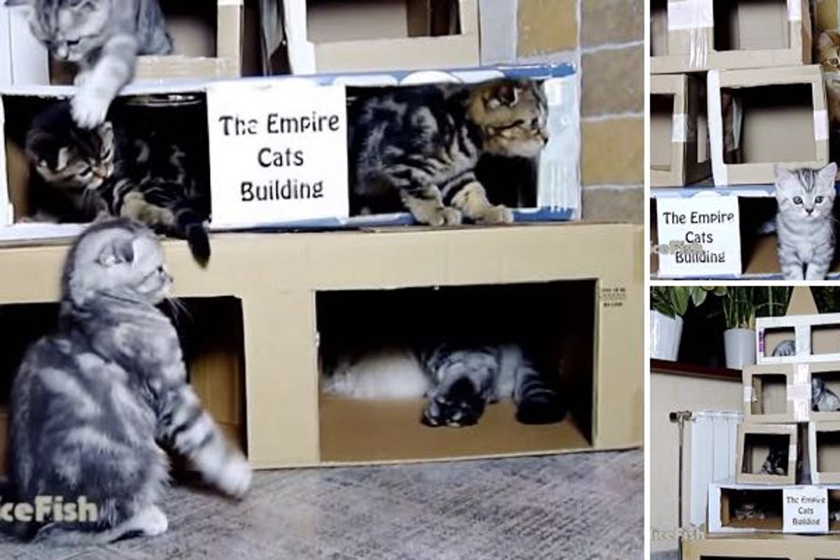 Instead of Christmas Tree, these Kitties Got 'the Empire Cats Building'
