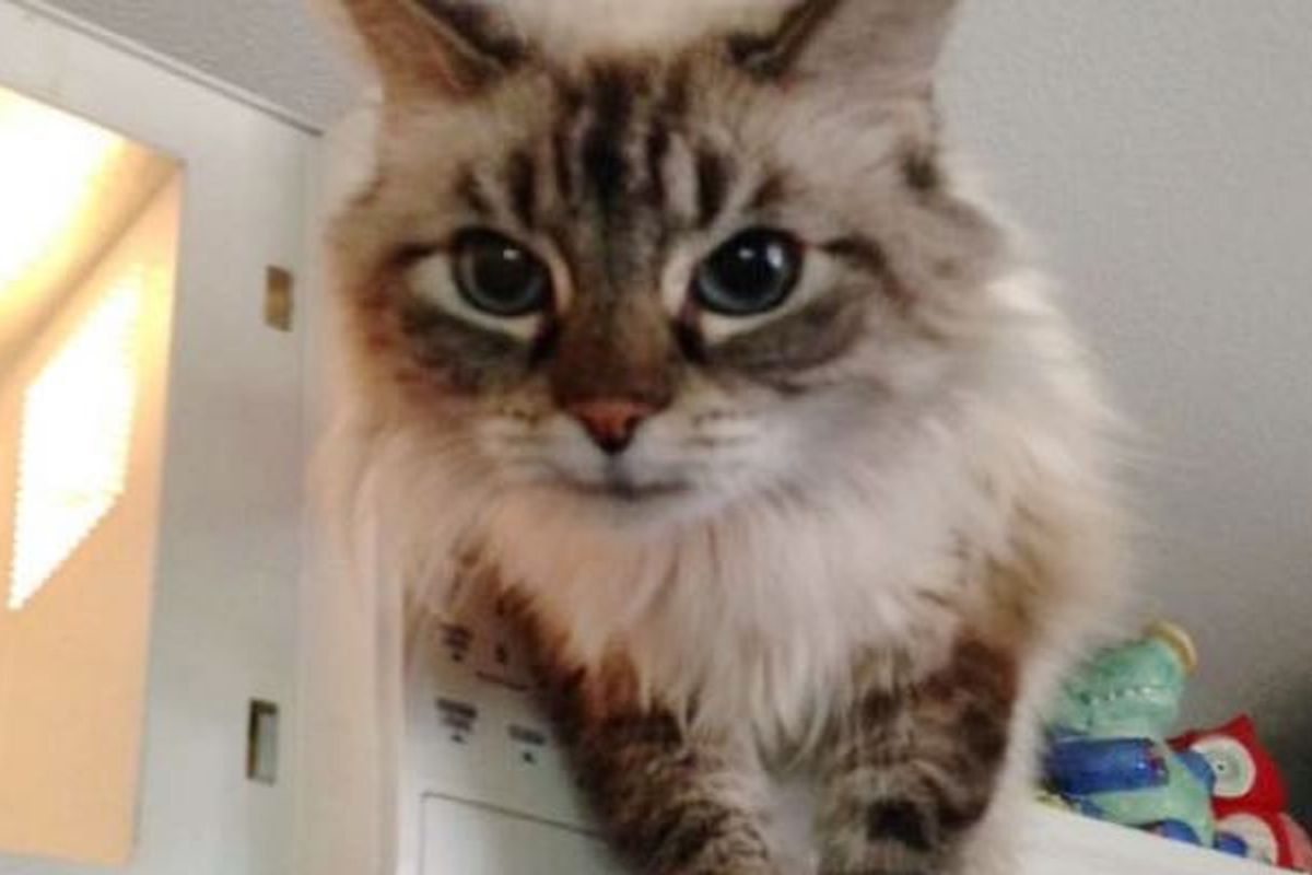 Shelter Cat Saved from Death Row Now Guards His Microwave while Waiting for His Forever Humans