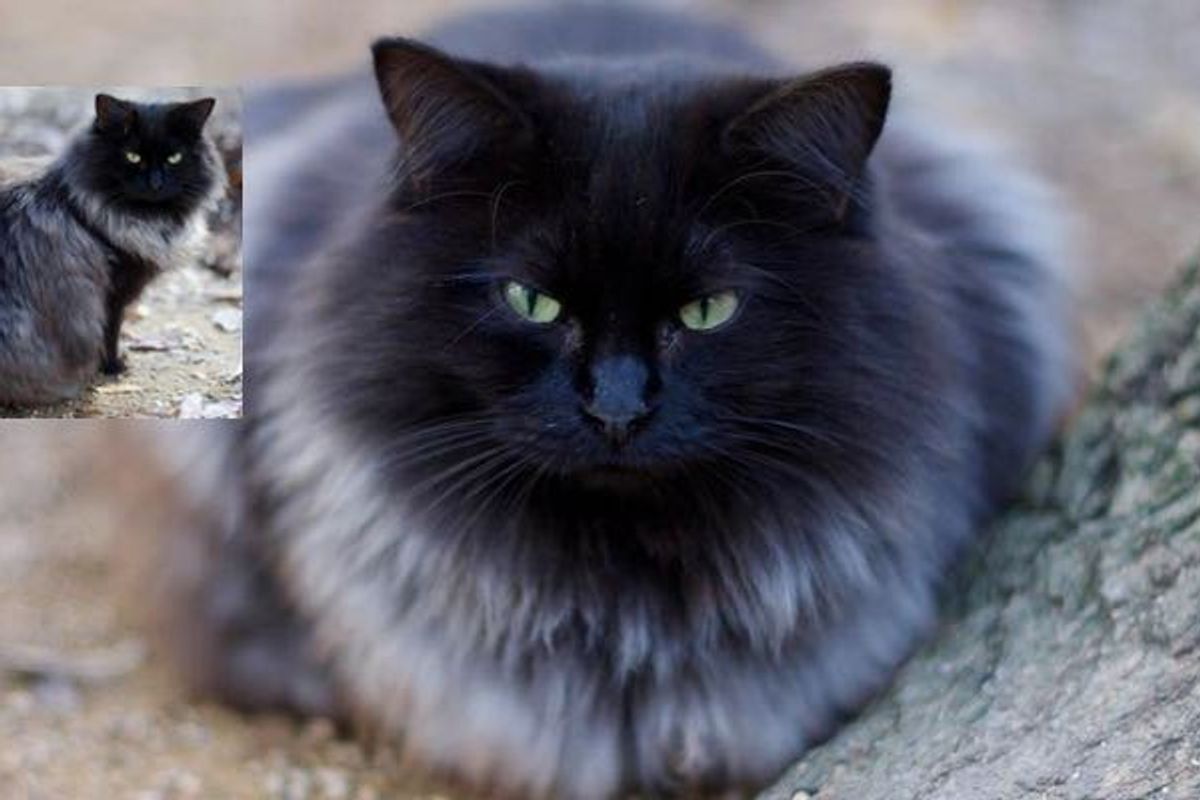 Magnificent Black Cat Grows Silver Winter Coat