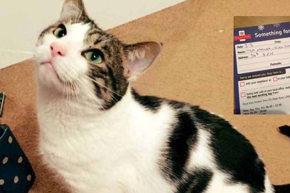 Cat is Denied His Christmas Gift by Post Office Because He Doesn't Have ID