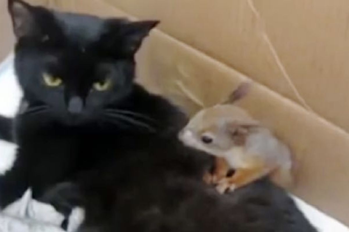 Cat Mama Adopts Very Playful Baby Squirrel Who Just Can't Stop