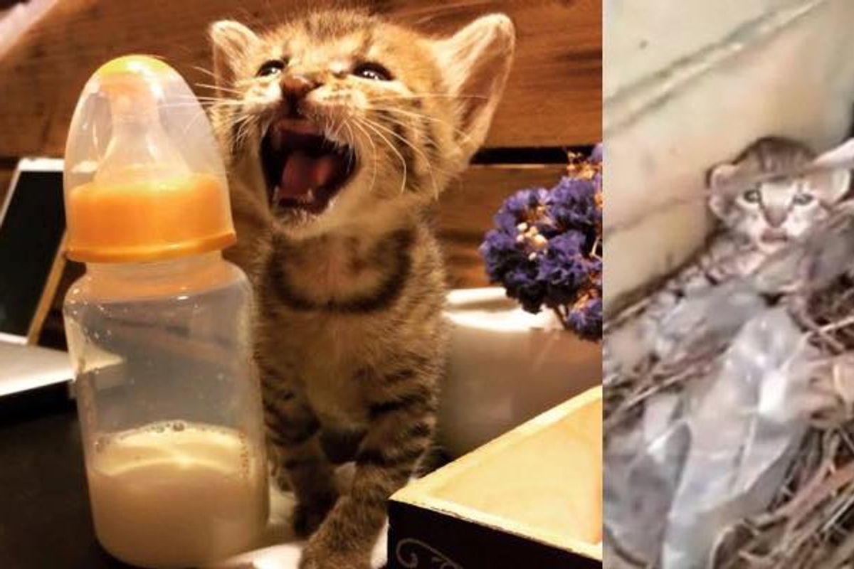 Kitten Saved from Typhoon Near Restaurant Now Hangs Out with Patrons Every Day