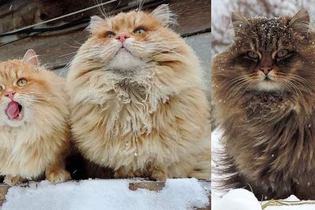 Every Winter these Siberian Cats Fluff Up and Play in Snow with their Human