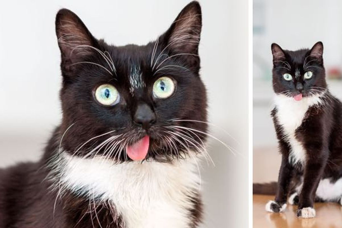 Shelter Cat Missing a Jaw and a Loving Home
