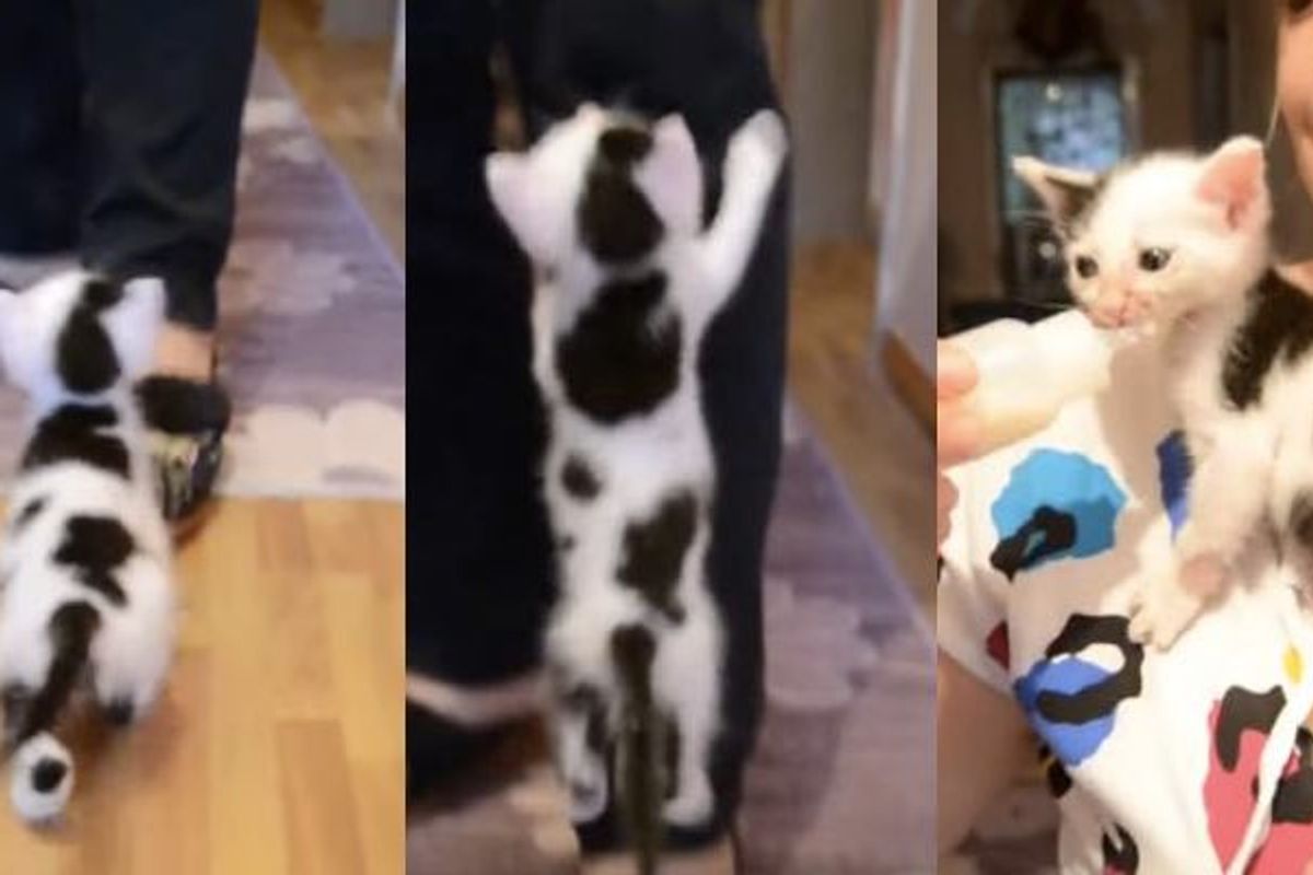 Moo Kitten Wants Her Bottle 'Meow'!