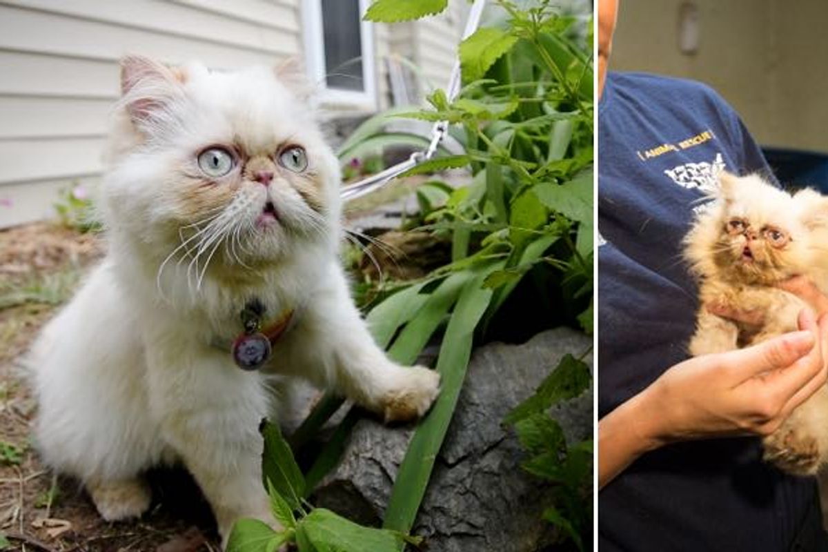 Scraggly Rescue Kitten Conquers Her Puppy Mill Past