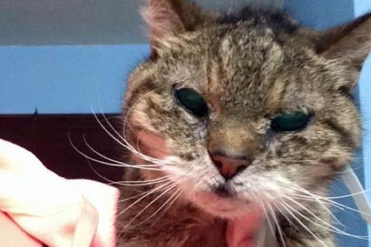 25 Year Old Cat Turned Up in Shelter, a Young Woman Knows She Has to Save Her!