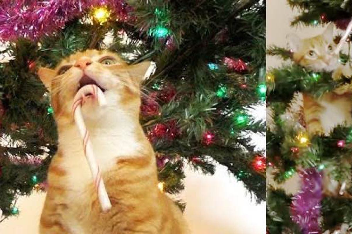 Cats Help Human with Christmas Tree