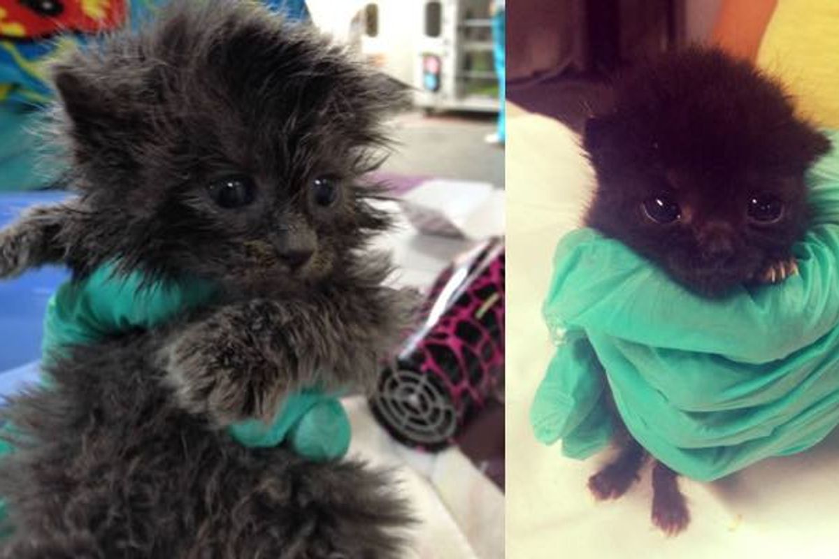 She Works in a 24 Hour Kitten Nursery. Here are Some of the Babies!