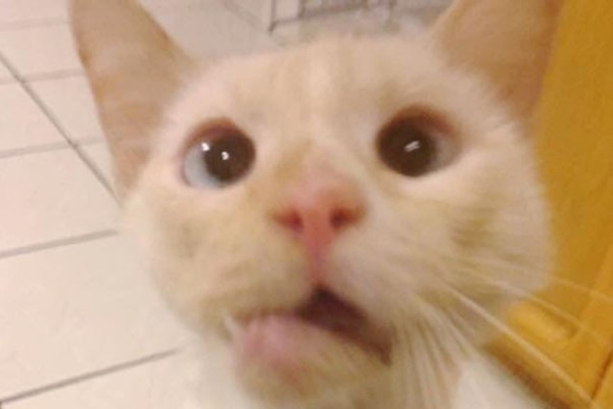 Rescue Kitty with Crooked Jaw Absolutely Loves Life!