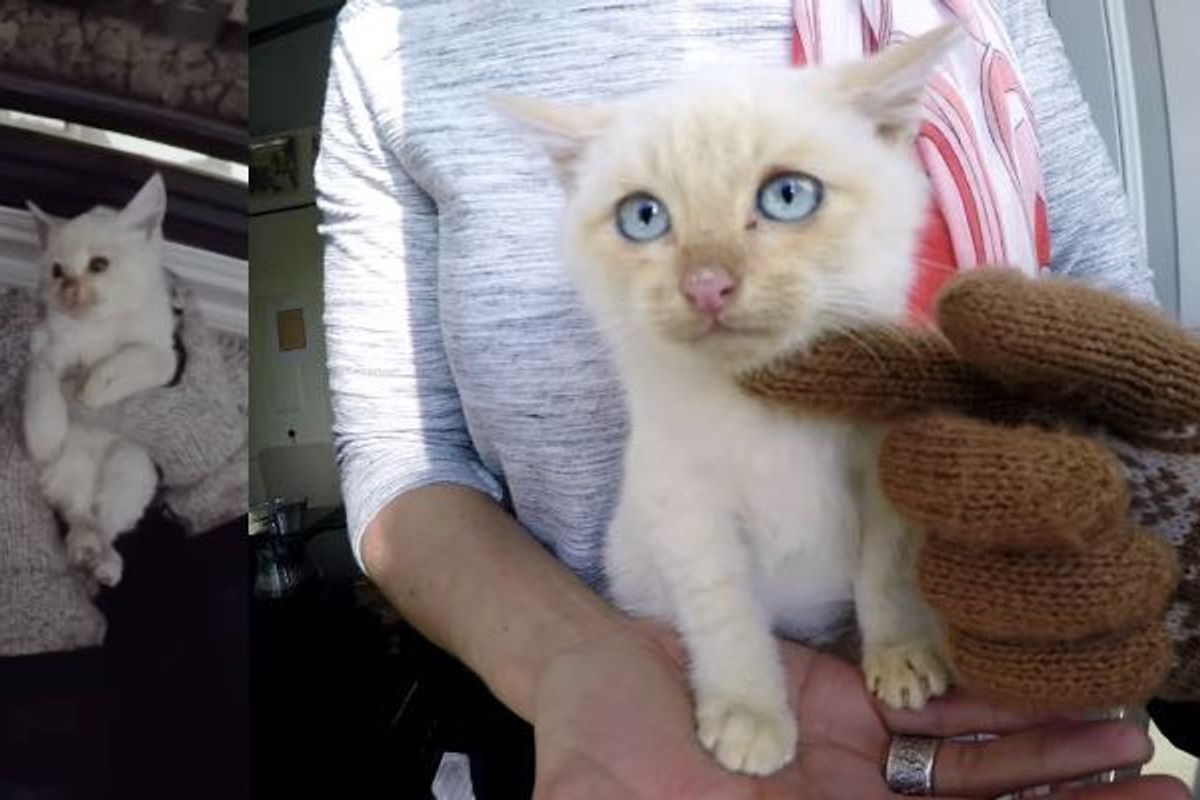 UPDATES: Frozen Kitty Saved from Freezing Snow Now Thriving!