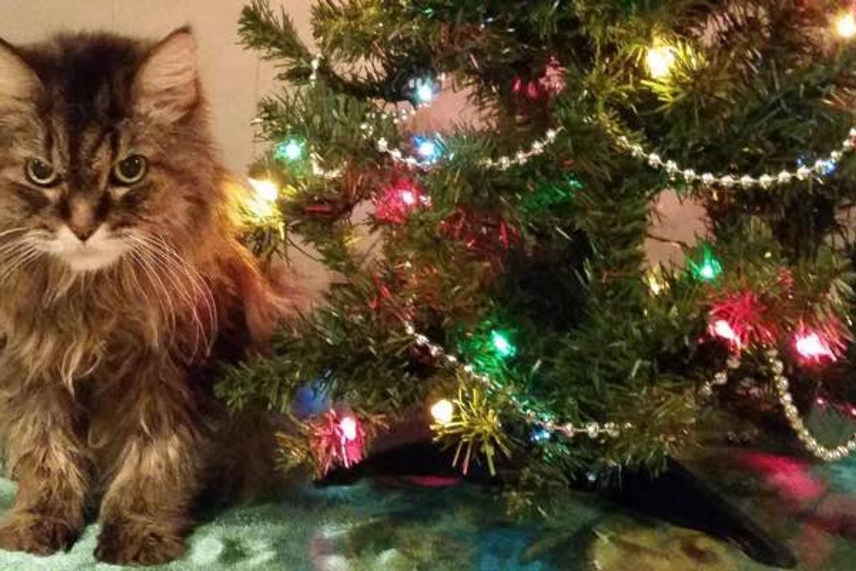 Cat's 21st Christmas. She May Look Grumpy, But is Really Happy for the Holiday
