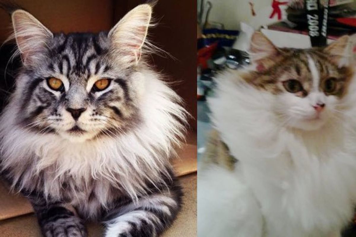 Cats Grow Magnificent Winter Manes. They May Just be Part Lion!