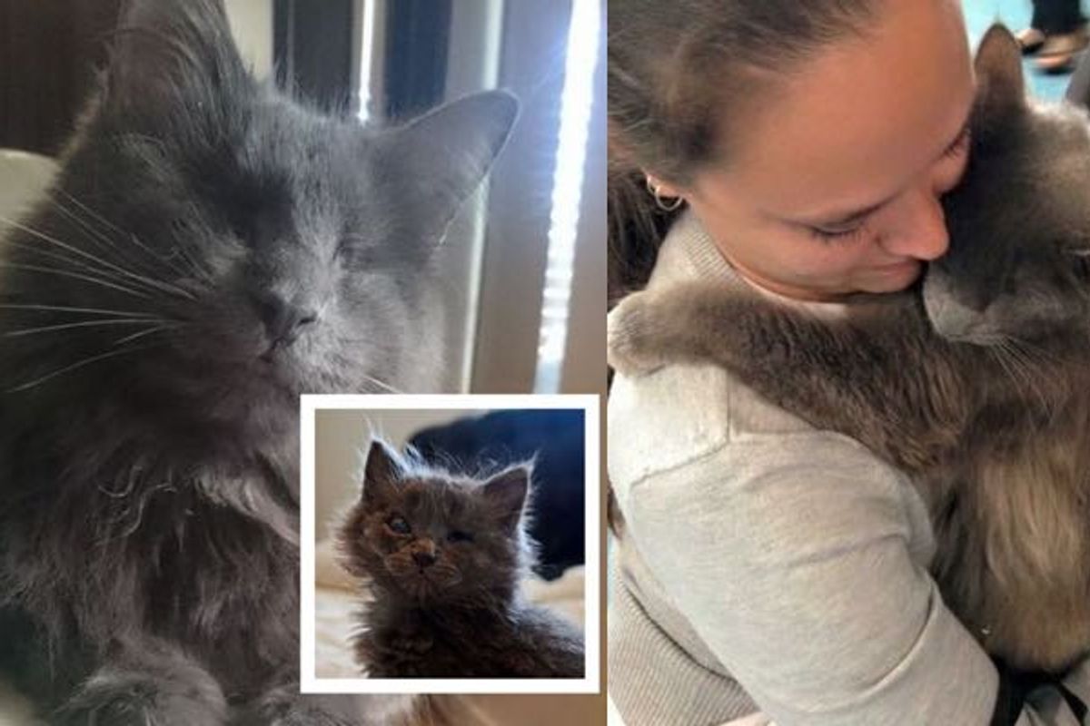 Cat Found Blind and Abandoned, Now Gives Hugs and Lives Like a Boss!