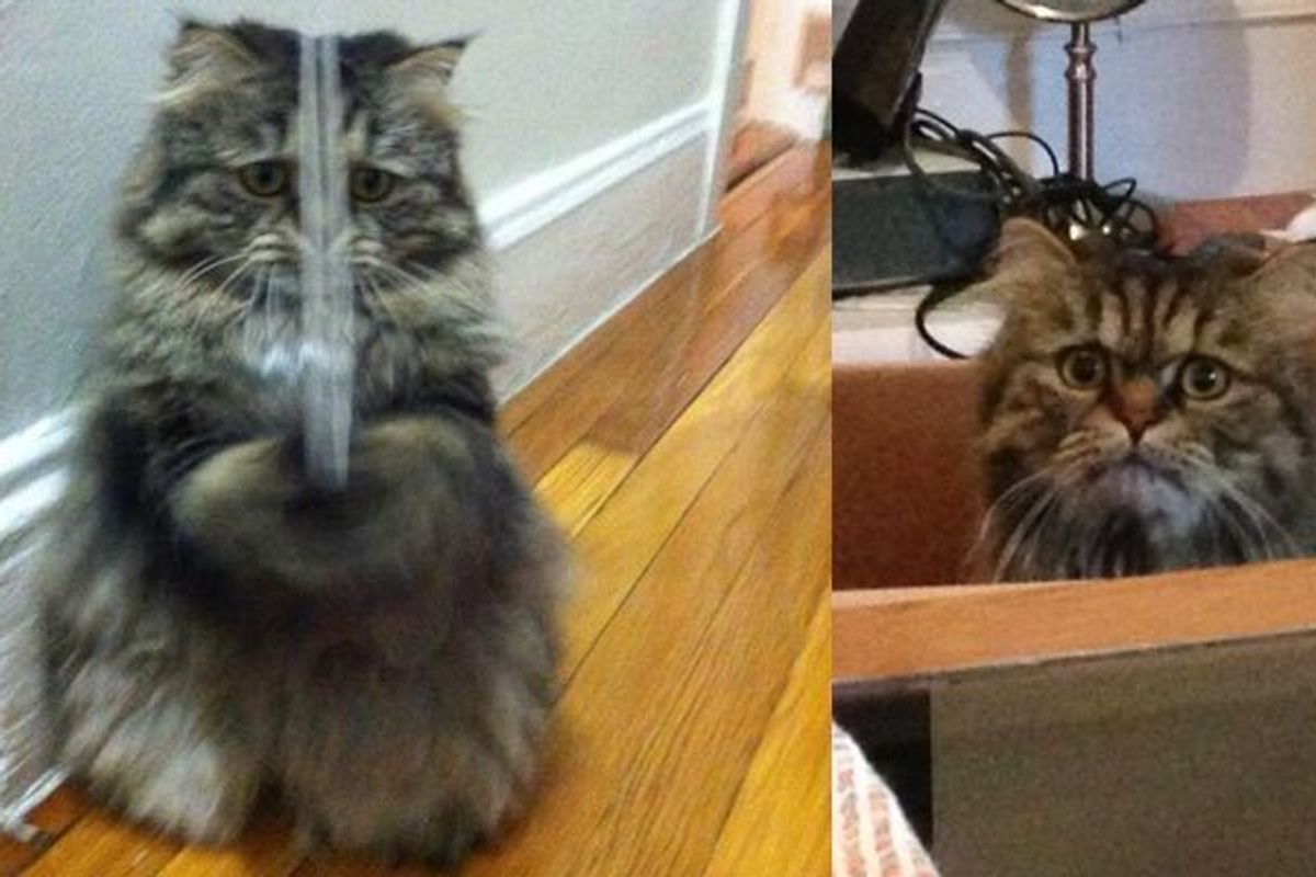 He May Look Worried, but this Rescue Cat is Just Loving His New Life