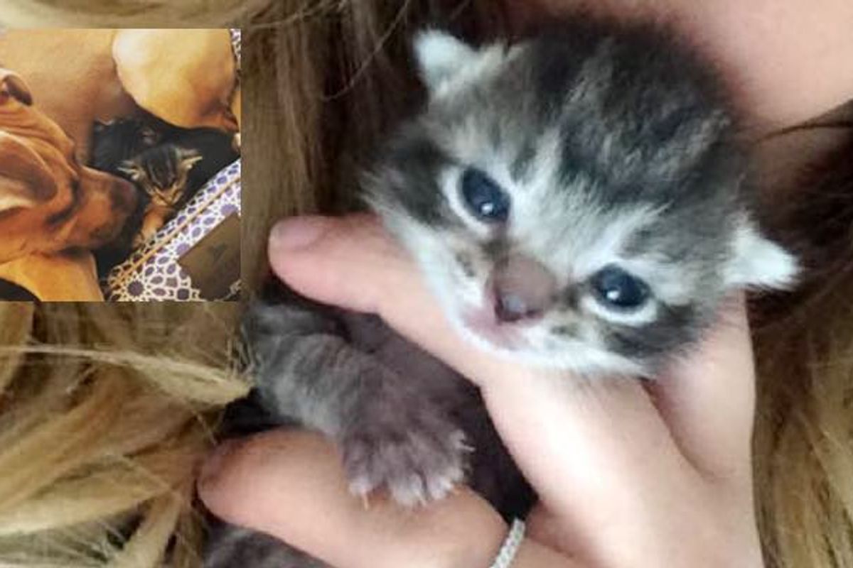 Kitten Taken in by Dogs, Has Napped with Them Every Night for 3 Months.