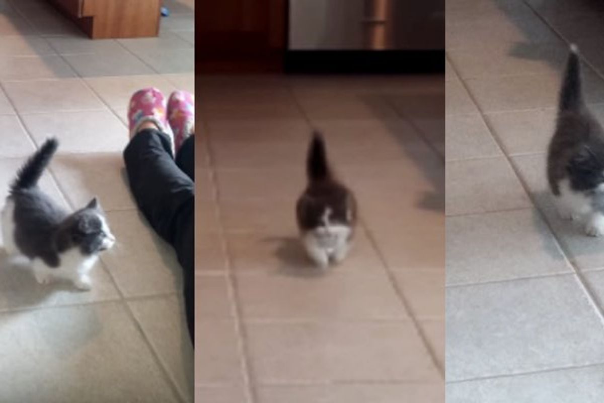 9 Week Old Kitten Teaches Human to Throw, He Fetches :)