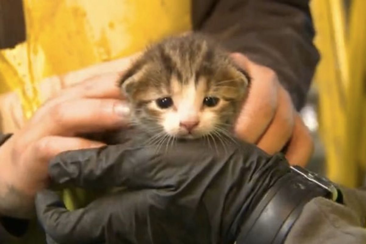Kitten Saved from Conveyer Belt at Recycling Center Seconds Away from Death