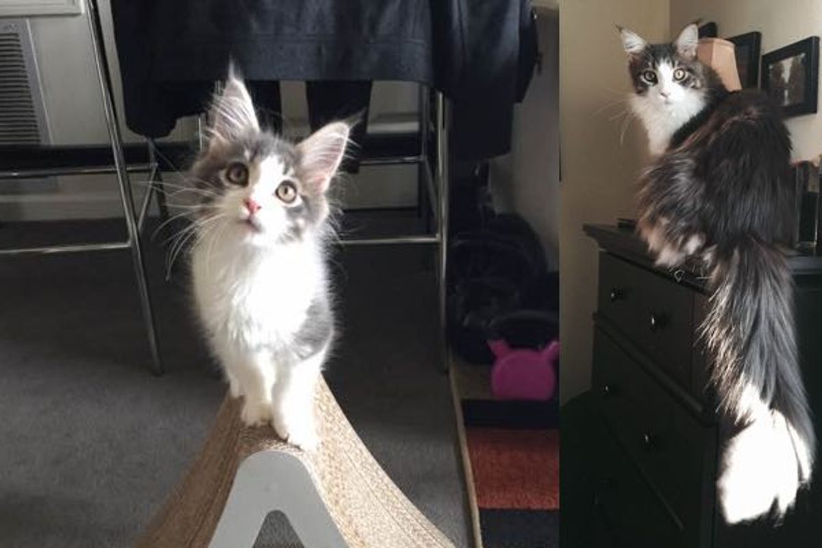 He was the Runt, Now at 8 Months Maine Coon Kitten is Tiny No More!