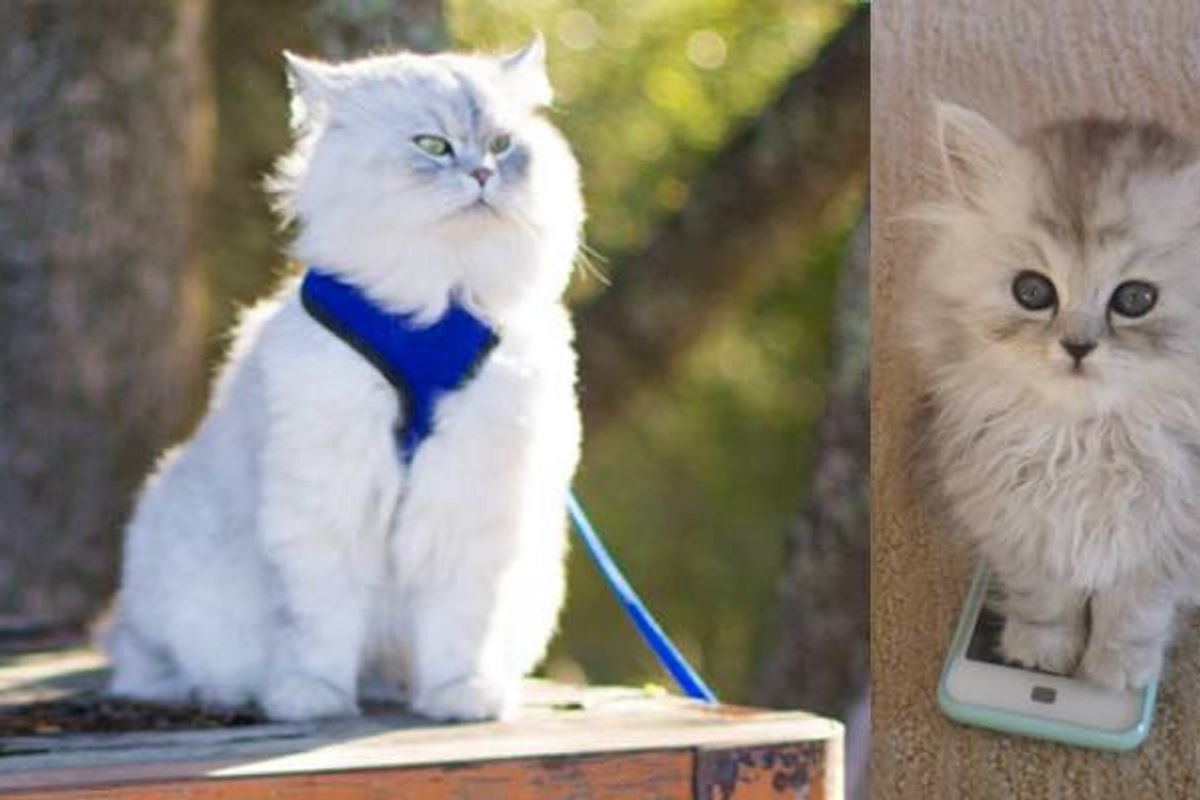 Rescue Cat Now Gets to Do What He Loves and Shares His Adventures