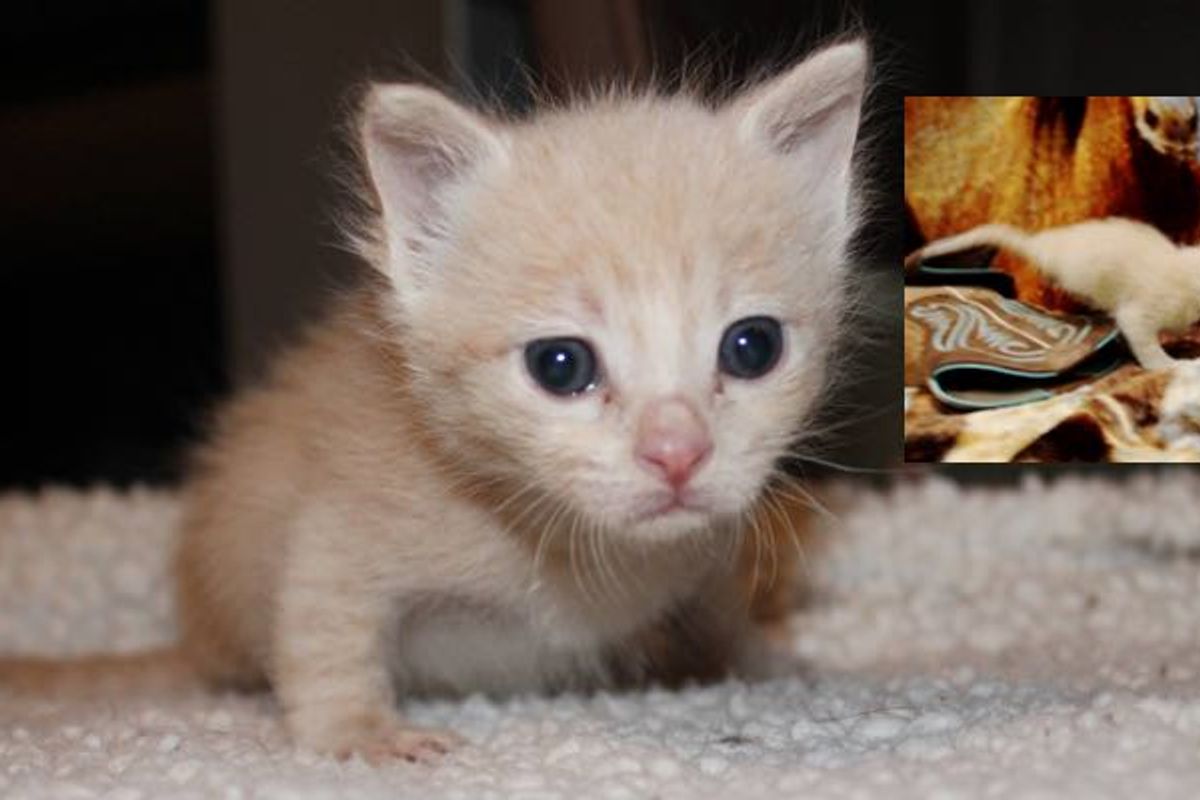 Orphaned Kitty Born with 2 Legs Wants to Live!
