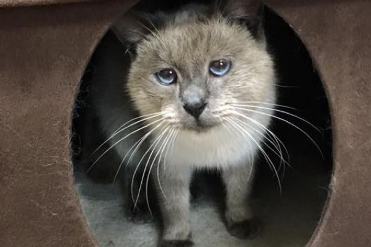 Abandoned Cat With Sad Eyes Showed Up on Doorstep, Begging for Warmth