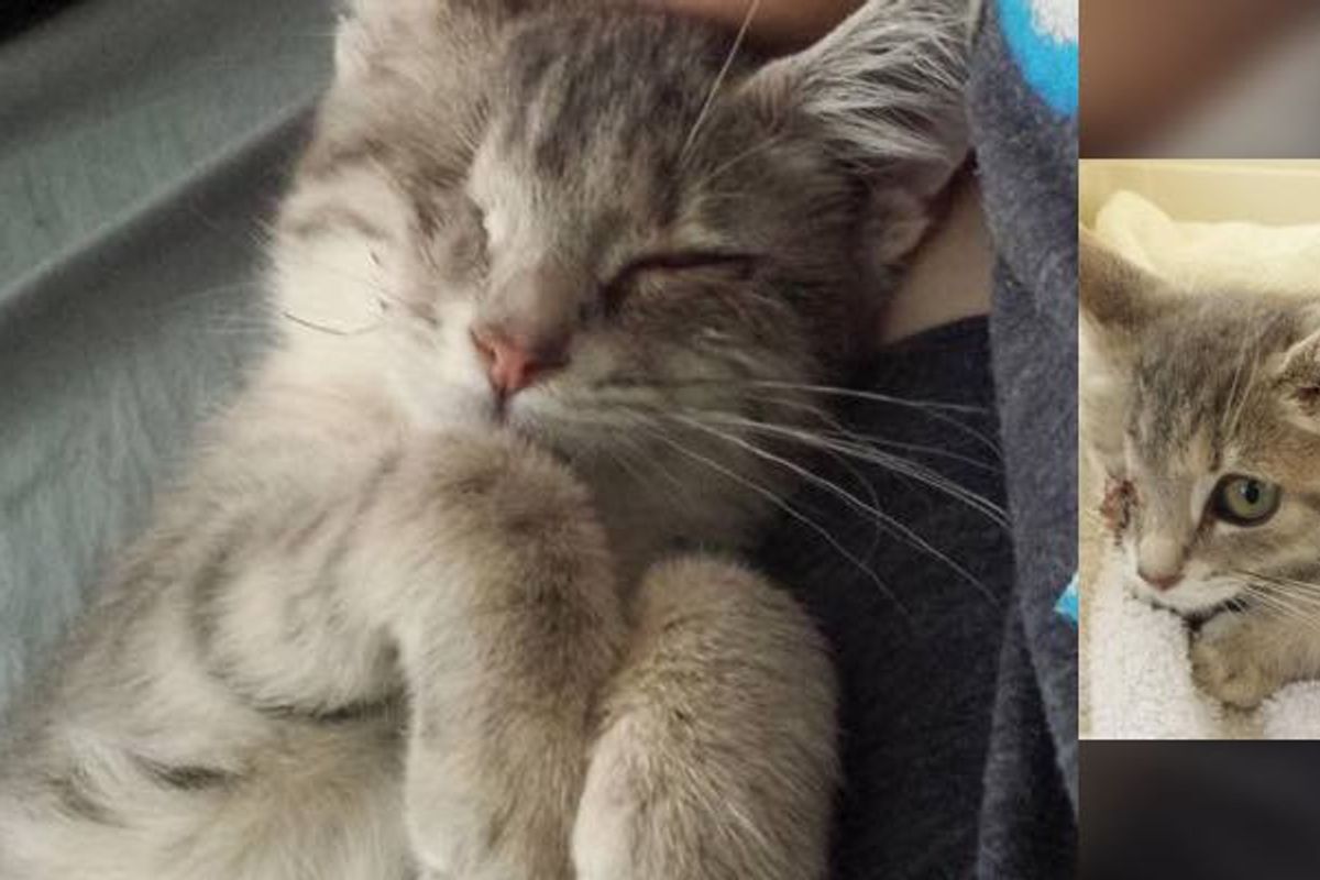 Kitten Missing One Eye Comes to Couple's Call at Shelter and Steals Their Heart