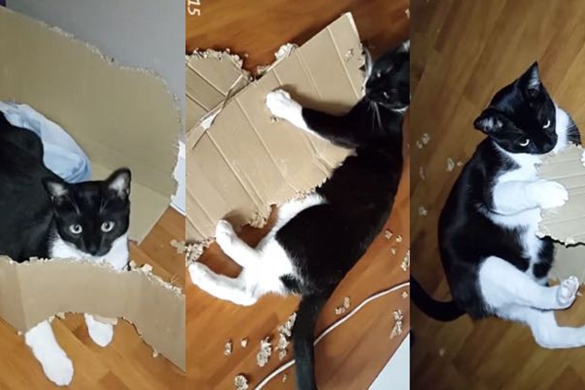Cat Rips Large Box into Shreds, His Human Captures the Whole Process on Camera