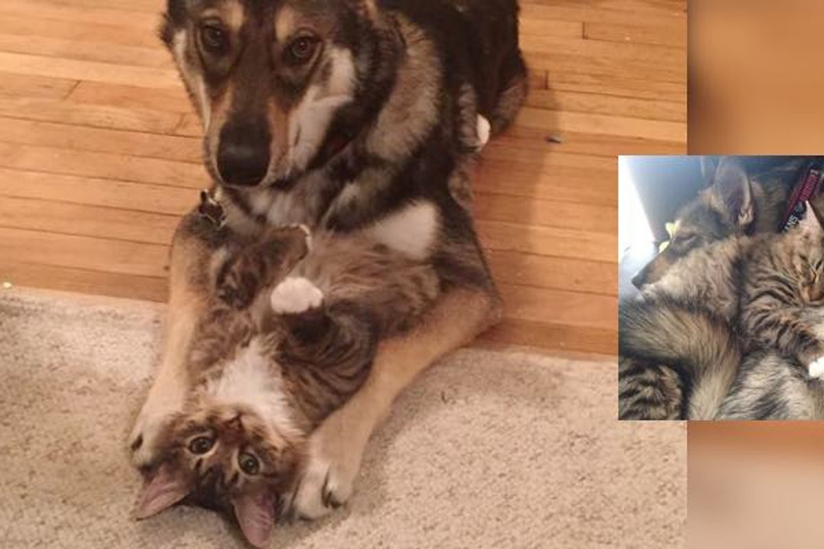 What They Get When They Let Their Dog 'Raise' the Kitty...