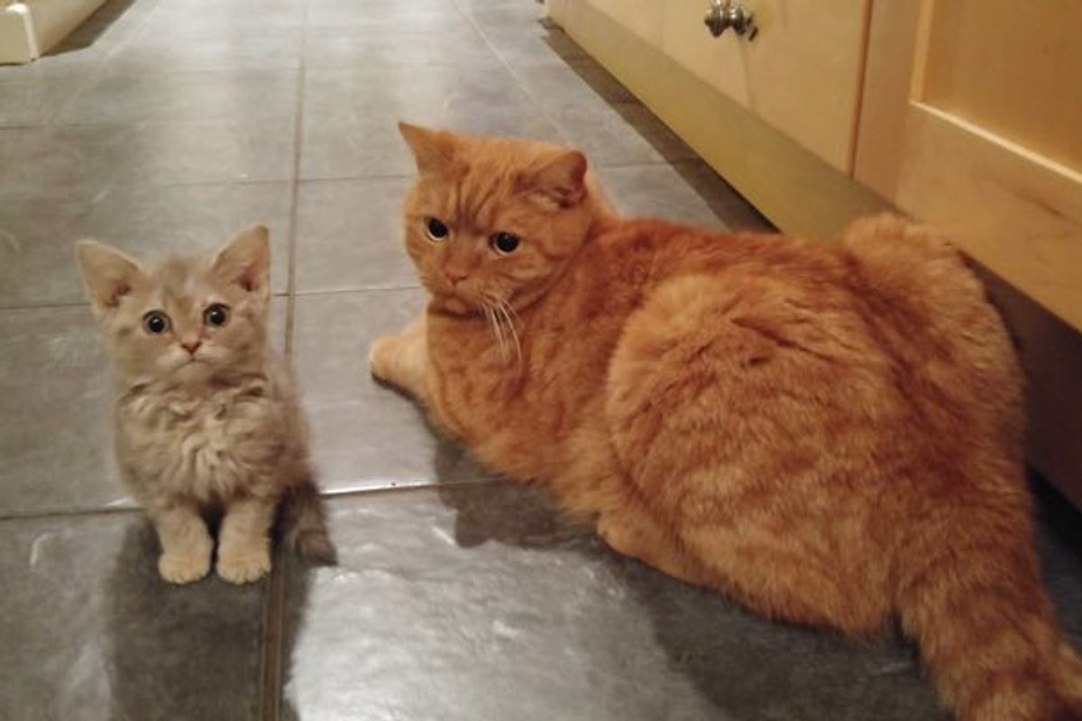 Every Time Their Humans Try to Leave for Work...