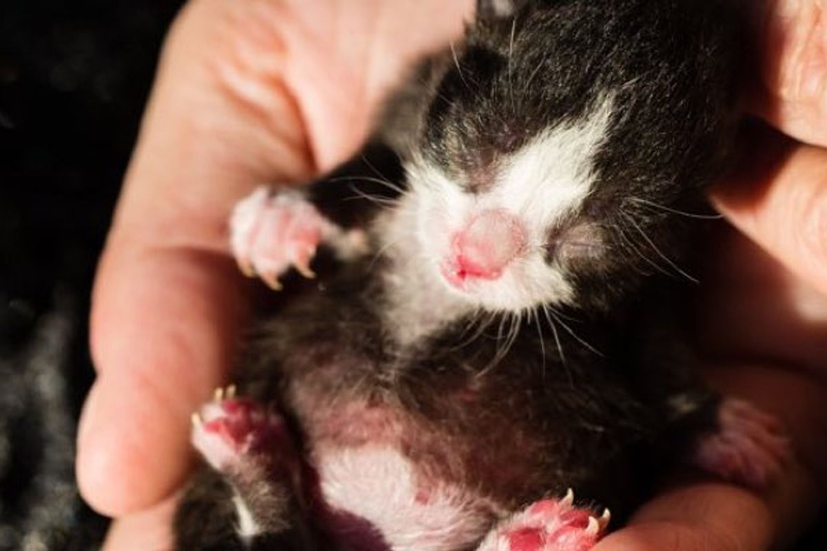 Preemie Kitten Born Two Weeks Early, Half the Size of Other Kitties. Boy! Isn't He a Fighter!