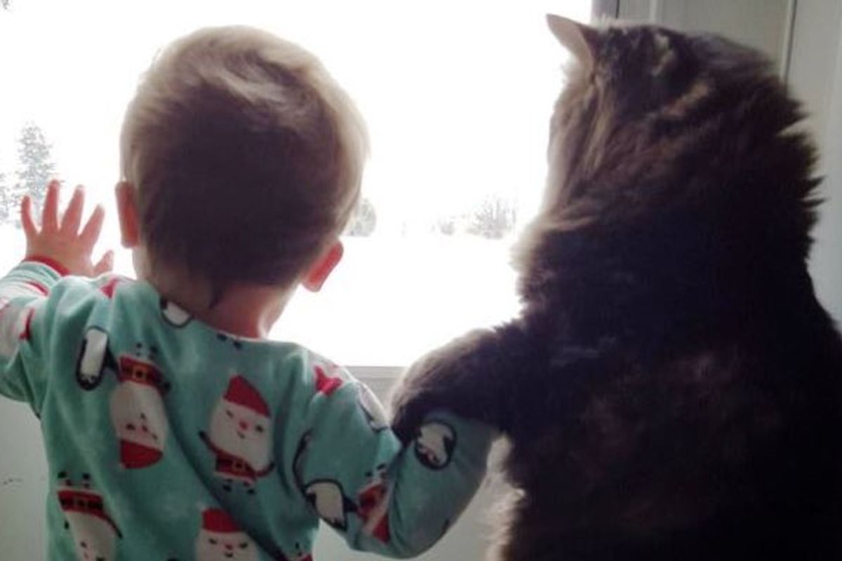 Maine Coon Cat Guards His Baby Sister for Life!