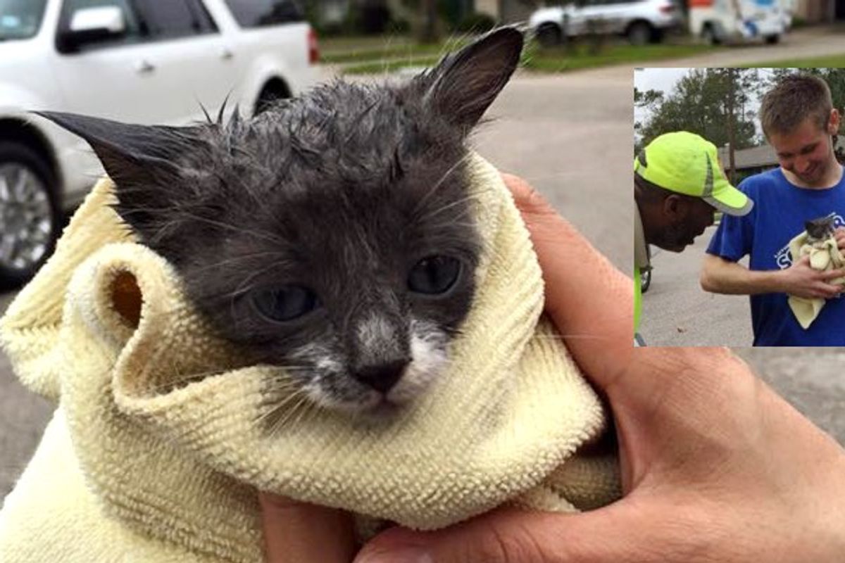 Nine Strangers Got Together to Save a Kitten Stuck in Storm Drain