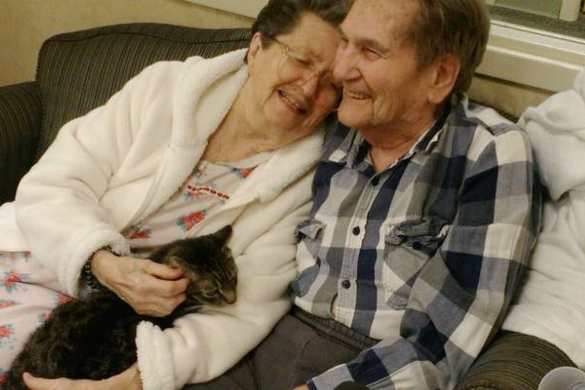 Rescue Cats Visiting Folks at a Nursing Home. This is What Happiness Looks Like!