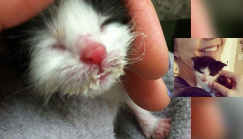 Tiny Motherless Tuxedo Meowing for Food and a Home, What Love Can Do!