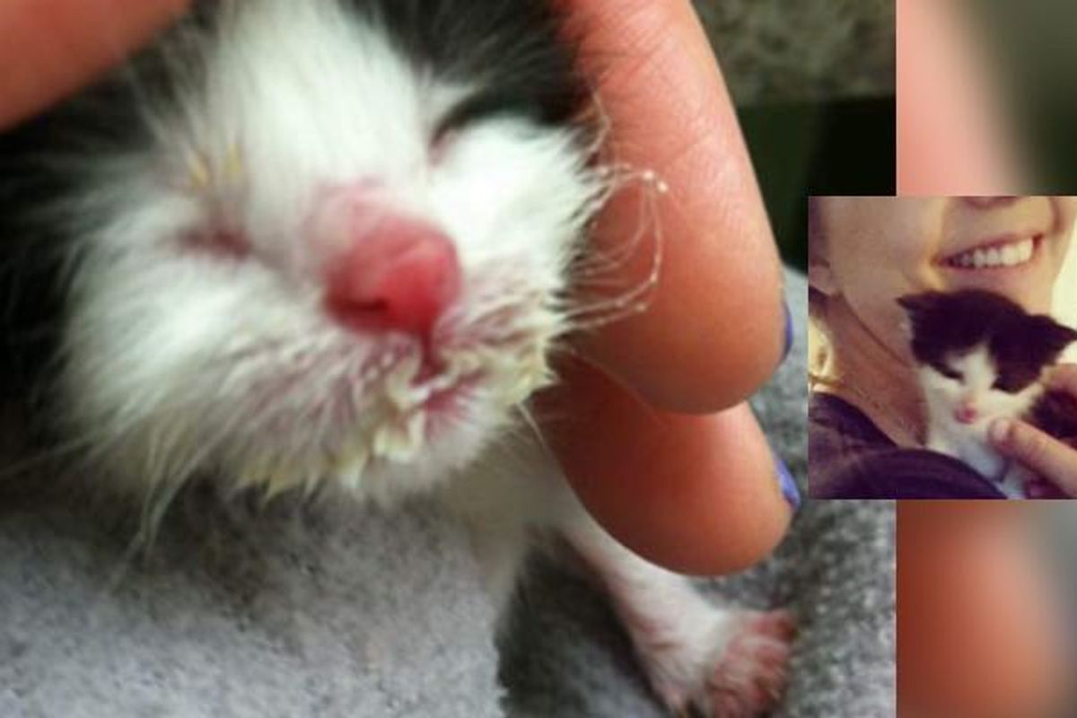 Tiny Motherless Tuxedo Meowing for Food and a Home, What Love Can Do!