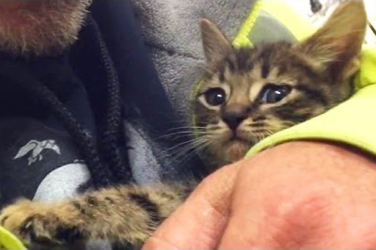 Kitten Trapped Underground Saved After Over 33 Hours. They Refused to Give Up!
