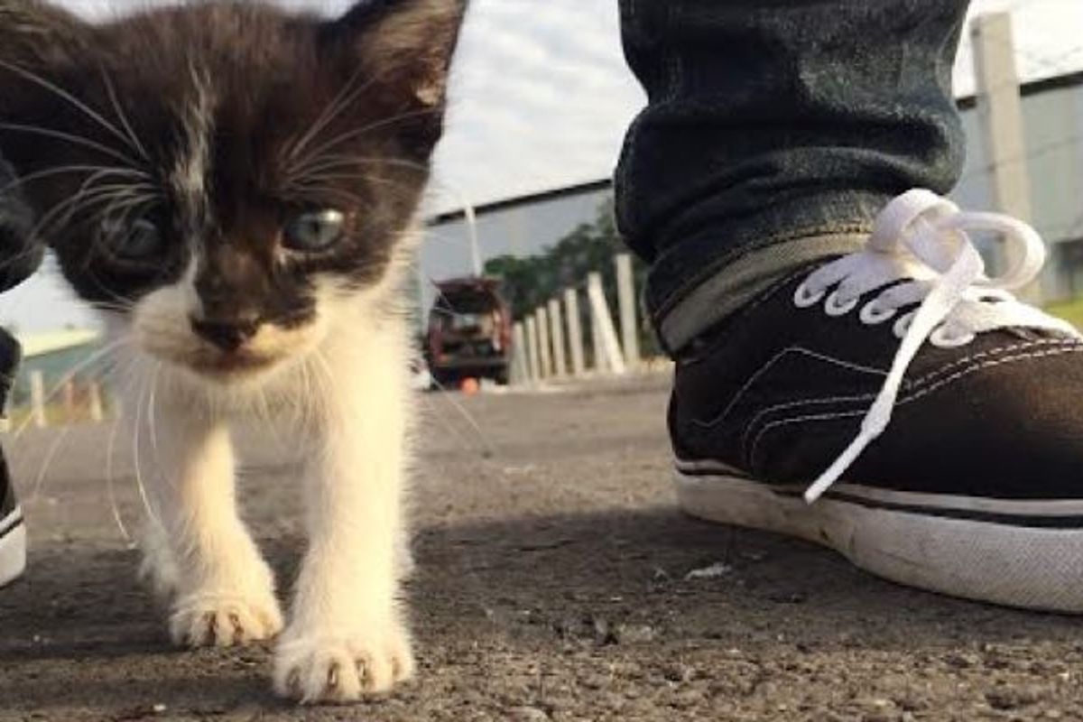 Tiny Stray Kitten Following His Human Friend Around Like a Duckling
