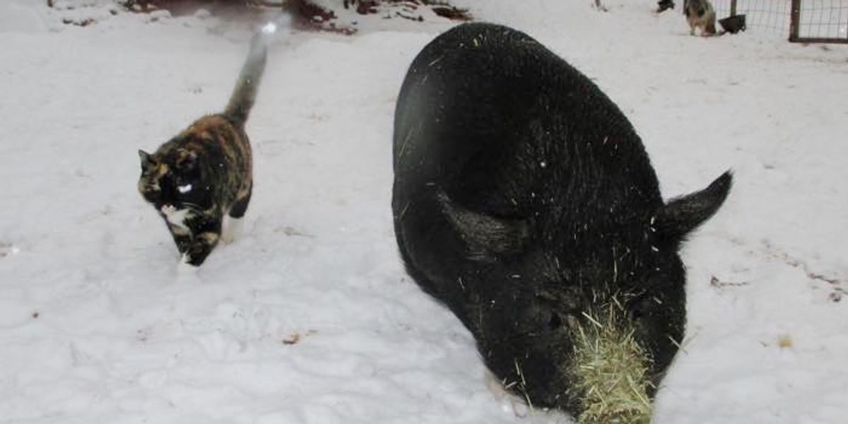 Feral Cat Becomes Guardian to Rescued Homeless Pigs - Love Meow