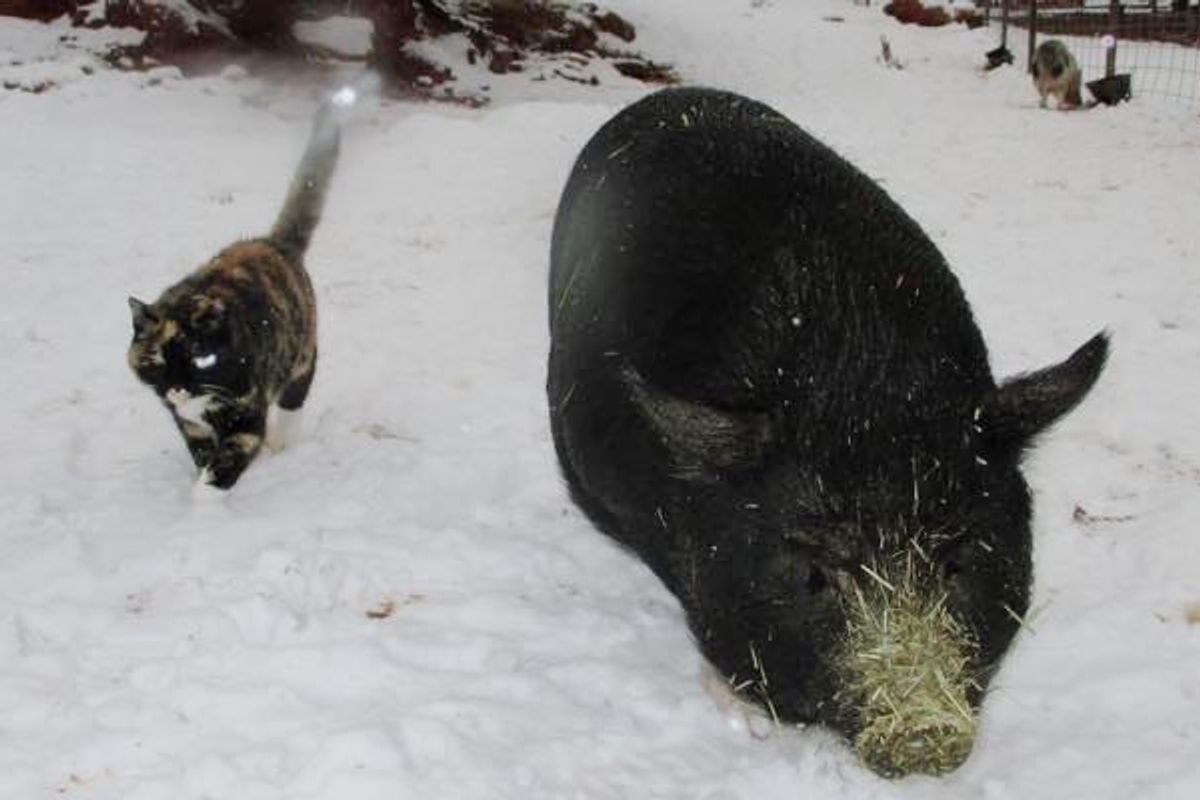 Feral Cat Becomes Guardian to Rescued Homeless Pigs