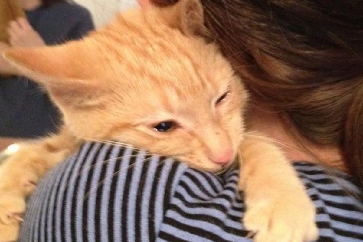 Woman Saves Kitten Despite Being Told He was too 'Feral', Right After Adoption...