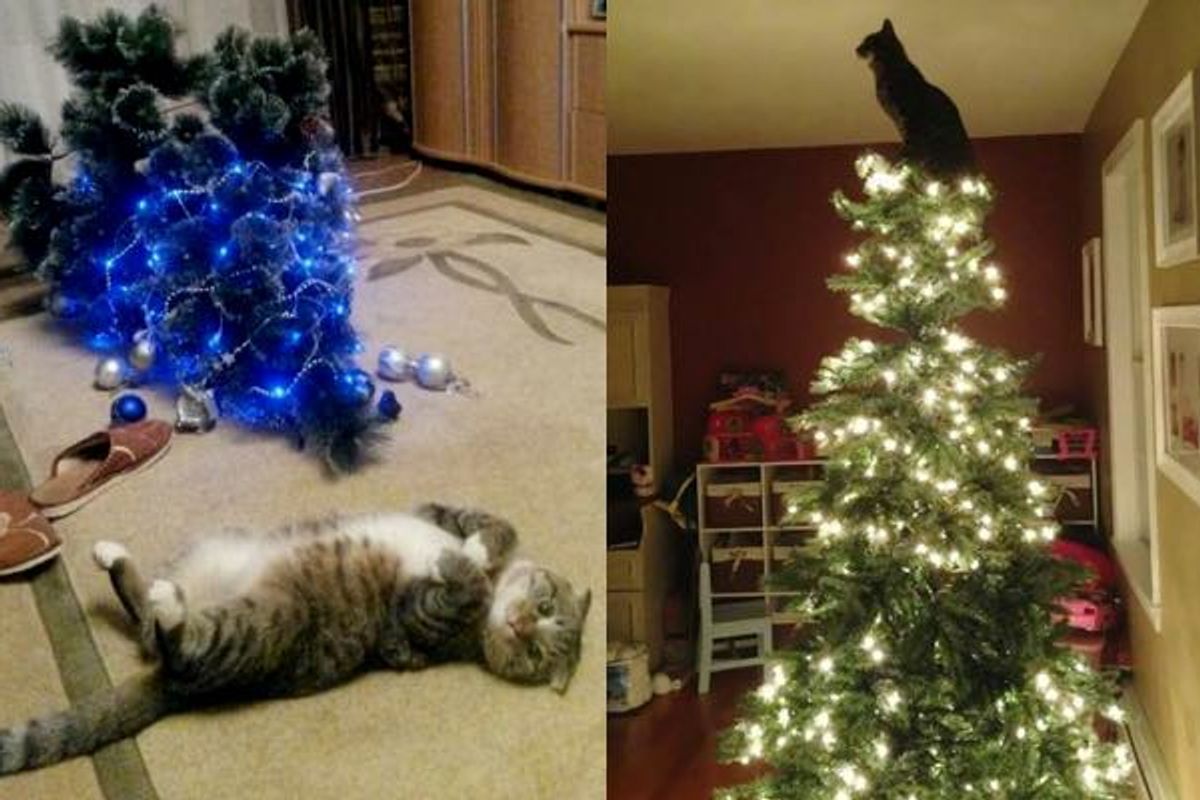 10+ Cats Proud of their Work with the Christmas Tree