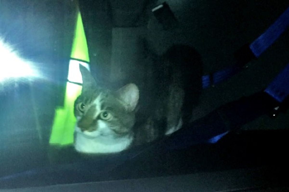 Missing Cat's Purrfect Homecoming in a Police Squad Car
