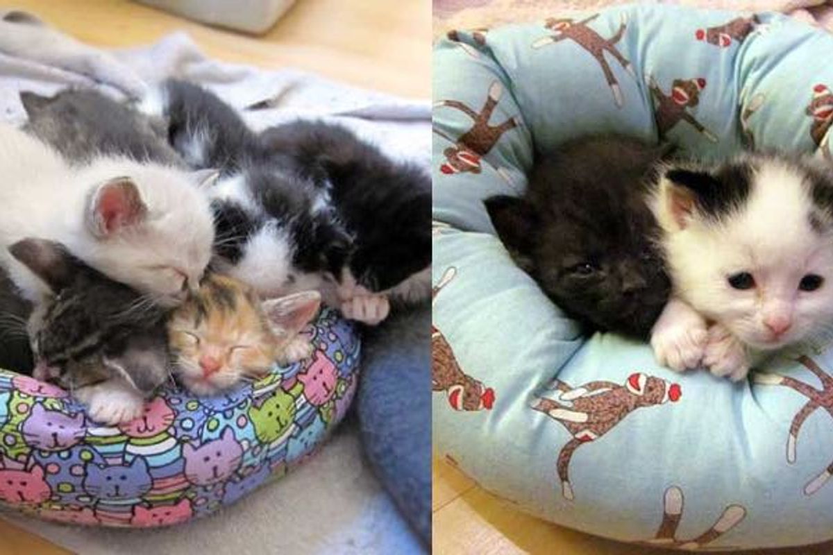 Teeny Foster Kittens Receive Mini Sized Beds (9 Photos)