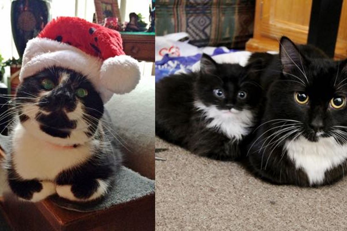 10+ Kitties Show Us the Way of the Loaf