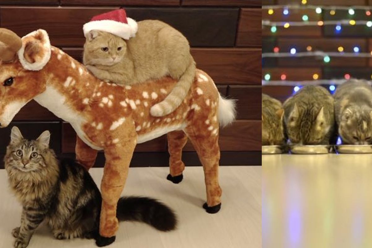House of 10 Cats Have Meowy Christmas, Even Ride Reindeer