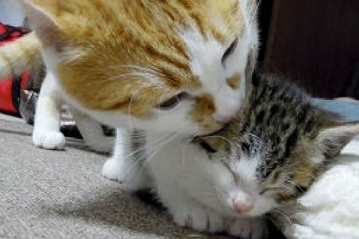 Big Kitty Adopts Small Kitty and Raises Him Like Family