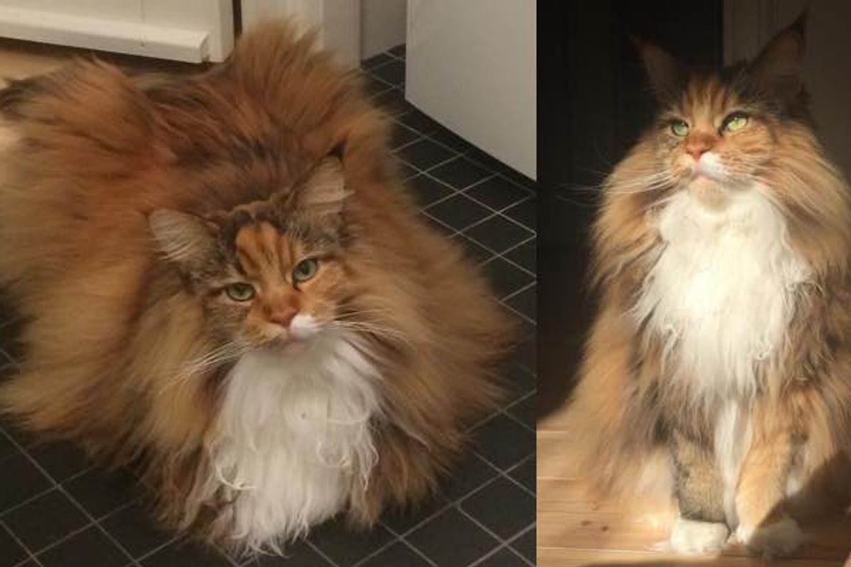 Fluffy Maine Coon Cat Can't Contain Her Magnificent Floof (9 Photos)
