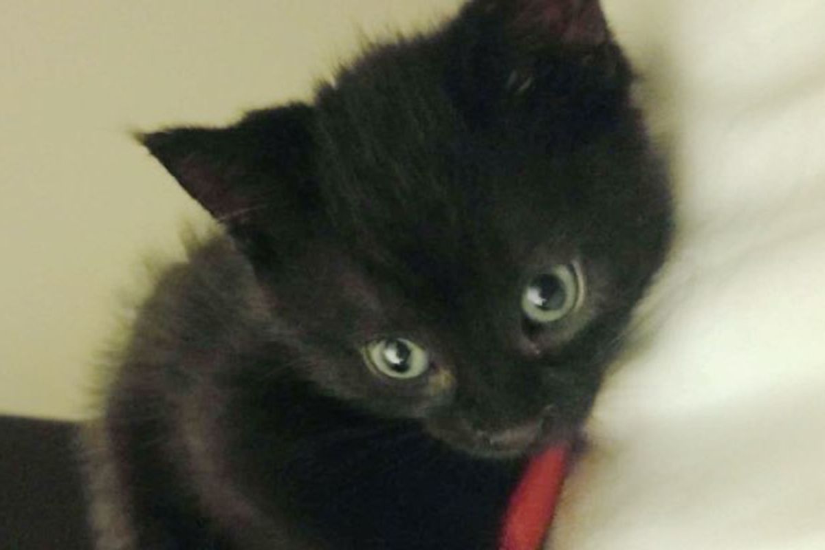 Tiny Kitten Comes to Man During Time of Need and Changes His Life